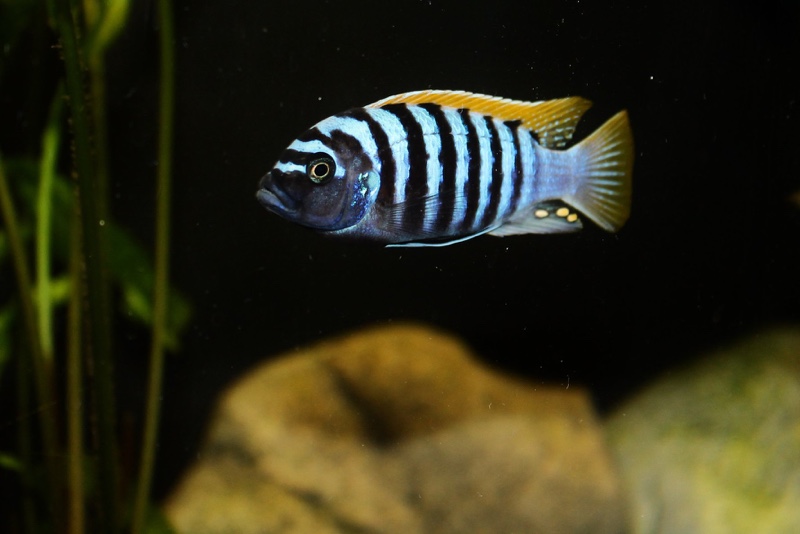 Maylandia pyrsonotos 'Mkondiwa Reef'